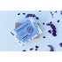 Jabon de cuerpo natural hidratante y relajante de lavanda
