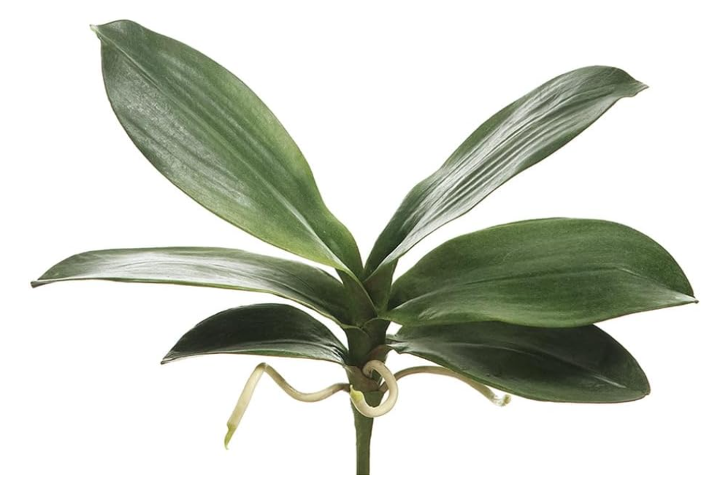 Tallo con 7 hojas de orquidea color verde 12″