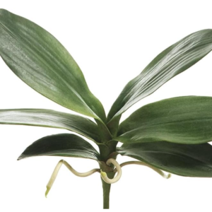 Tallo con 7 hojas de orquidea color verde 12"