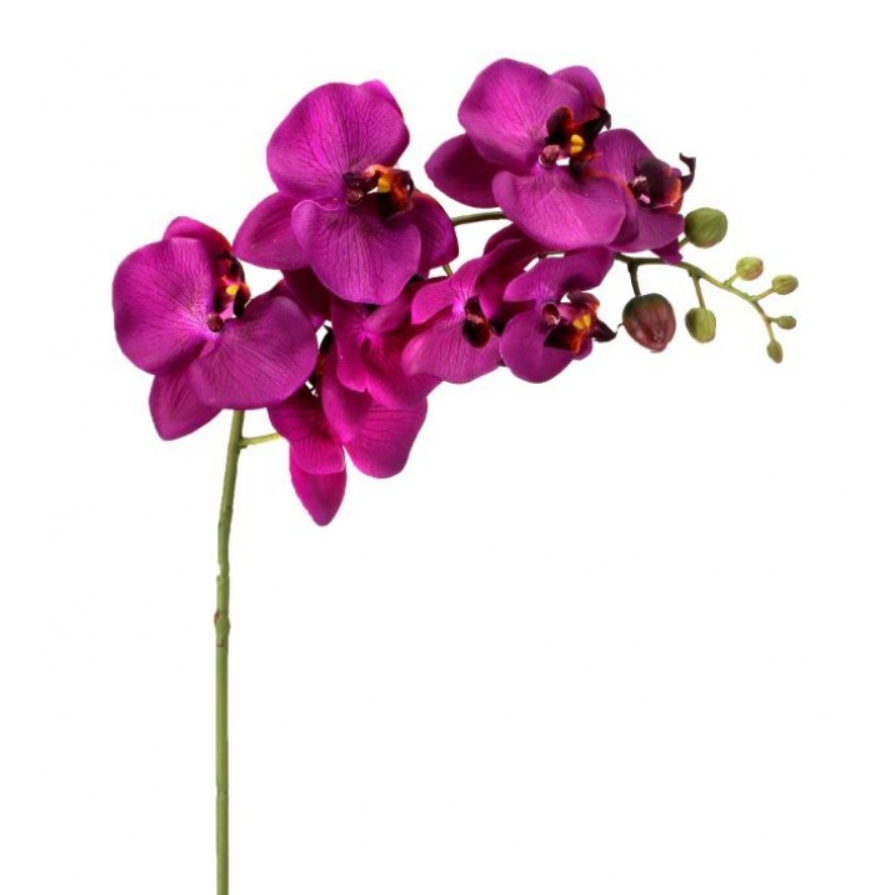 Orquidea de 1 Vara, Violeta