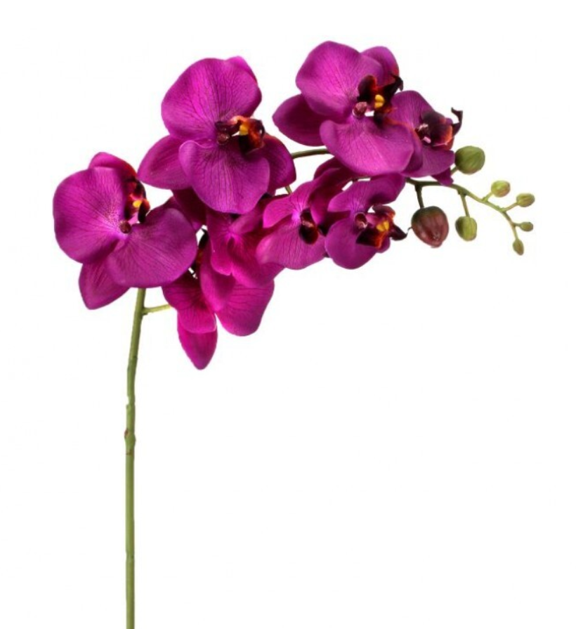 Orquidea de 1 Vara, Violeta