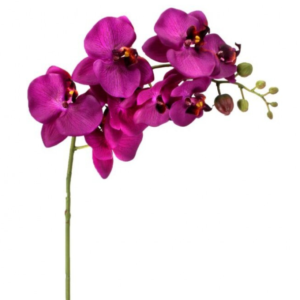 Orquidea de 1 Vara, Violeta