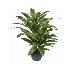 Planta de yuca en maceta color negro 2.42"