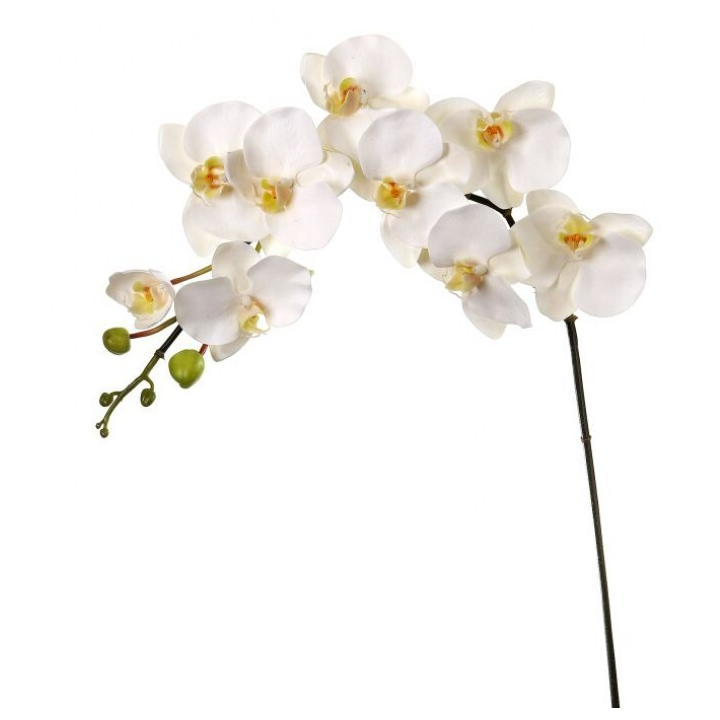 Orquidea Blanca