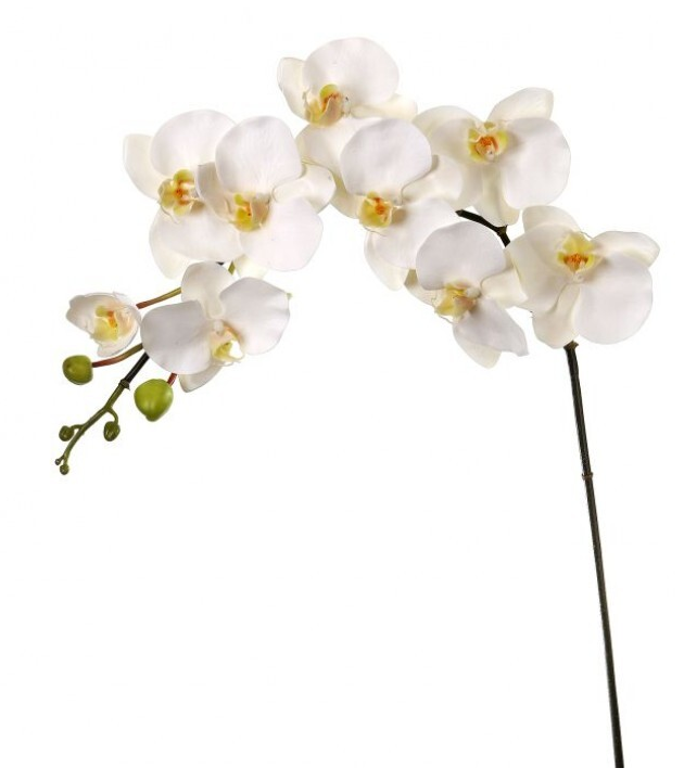 Orquidea Blanca