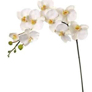 Orquidea Blanca