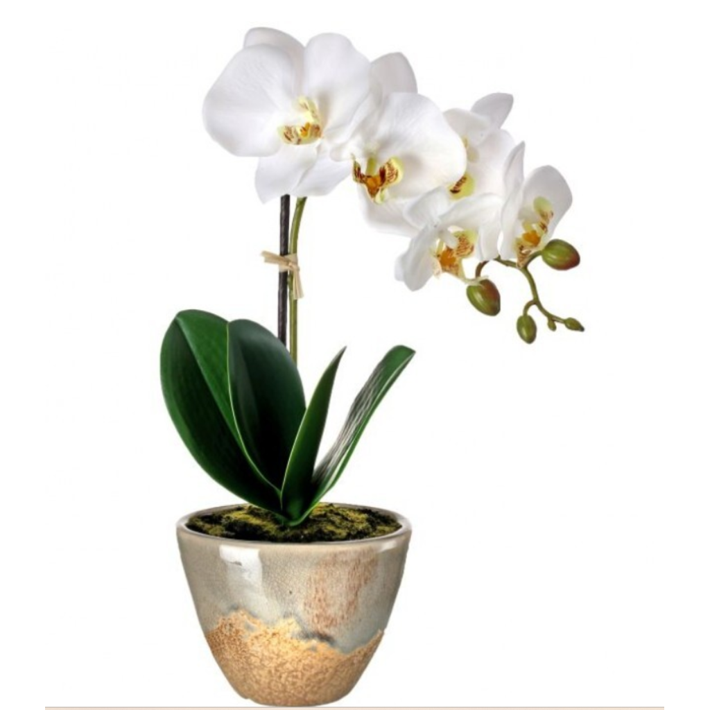«Arreglo de orquidea de 1 Vara Color Blanco  14″»»