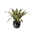 Planta agave en maceta tipo bowl color negro brillante 17"