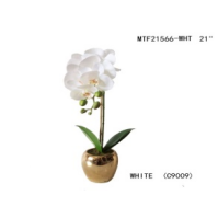 Orquidea phaleanopsis en maceta plateada 21"