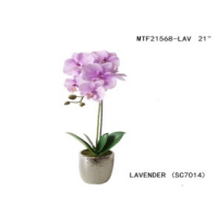 Orquidea phaleanopsis color lavanda en maceta amartillada plateada 21"