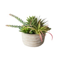 Mezcla de plantas suculentas con recipiente cafe 9''