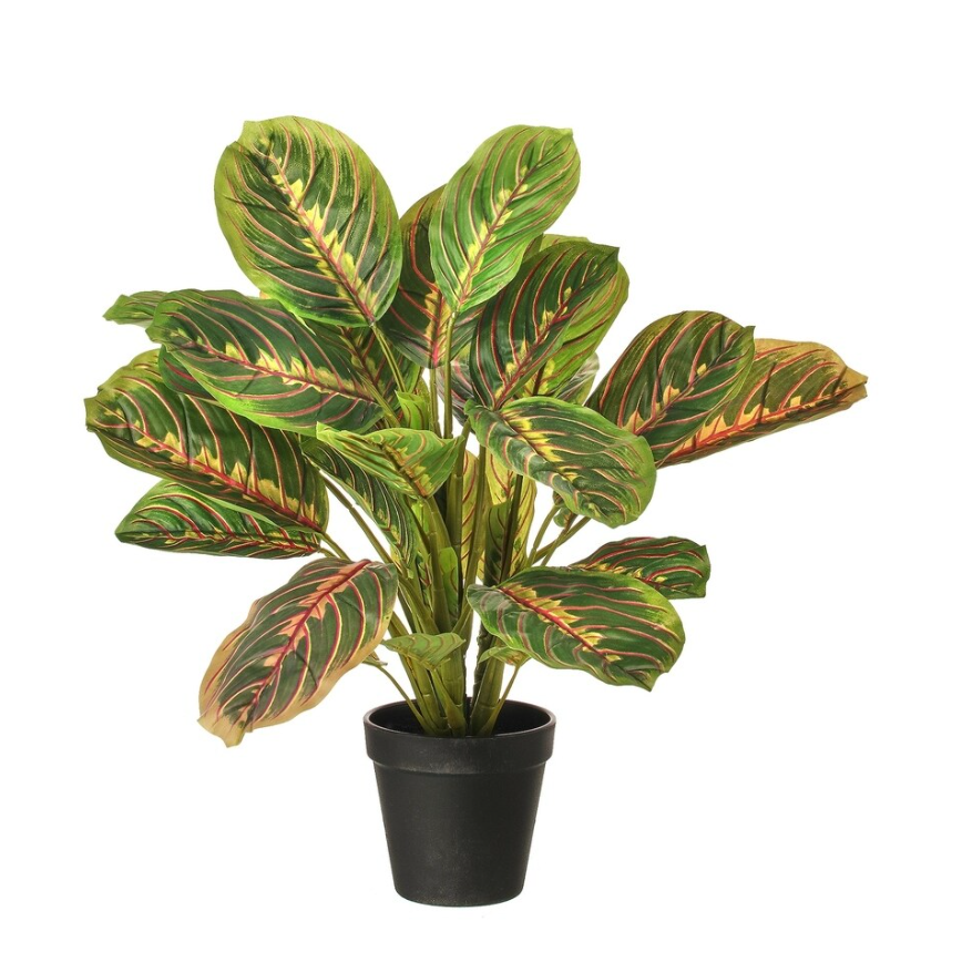 Planta Hoja de Pavo Real en Maceta Negra