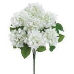 Ramo de hortensia color blanca 21"