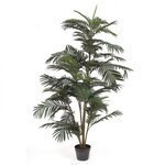 Palmera areca en maceta negra