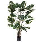 Planta philo en maceta negra 48" alto