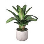 Bromelia en maceta de cemento 16"