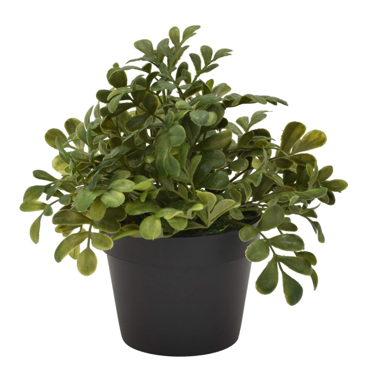 Planta en Macetera Negra