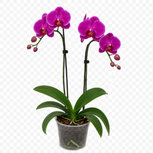 Orquidea Natural 2 Varas