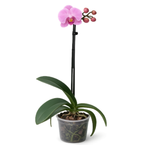 Orquidea Natural 1 Vara