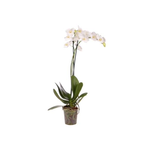 Orquidea Natural 1 Vara