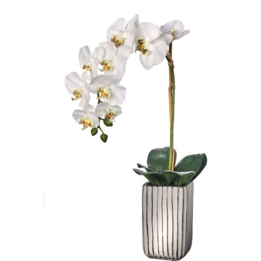 Orquidea Blanca 1 Vara con Maceta