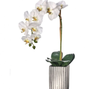 Orquidea Blanca 1 Vara con Maceta