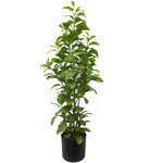 Planta peperomia metalica de 39"
