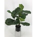 Planta hoja de violin 22"