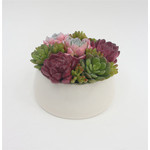 Suculenta de verano en maceta blanca 6″