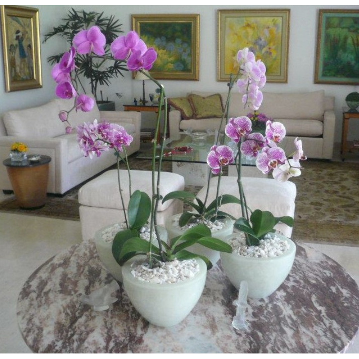 Orquidea Phalaenopsis