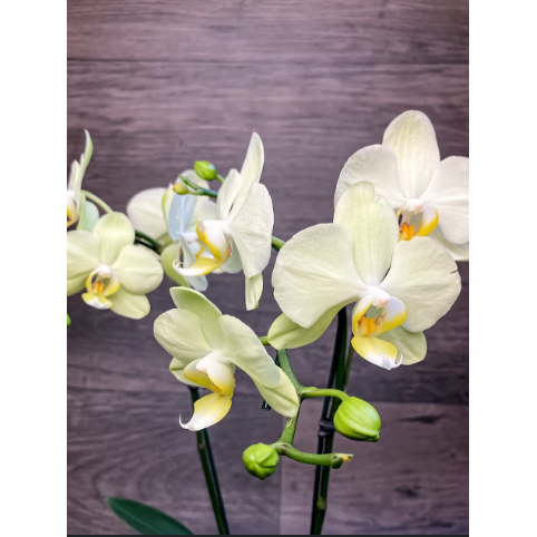 Orquidea Phalaenopsis