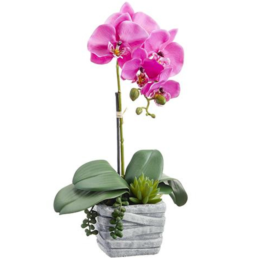 Arreglo de Orquídea Fucsia con Suculenta