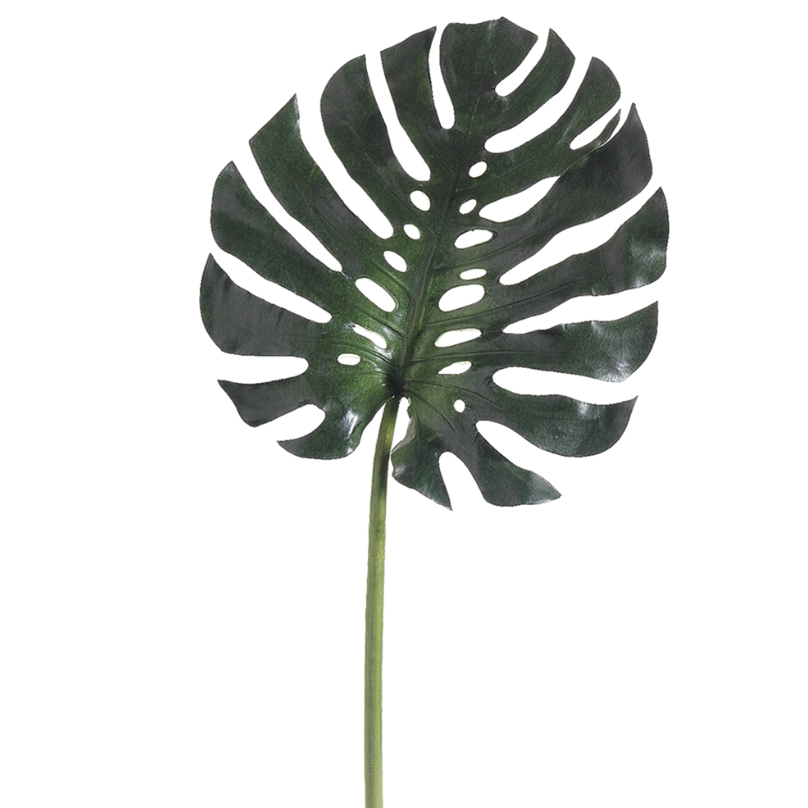 Hoja de Monstera