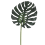 Hoja de Monstera