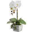 Arreglo de orquidea blanca con suculenta 16"