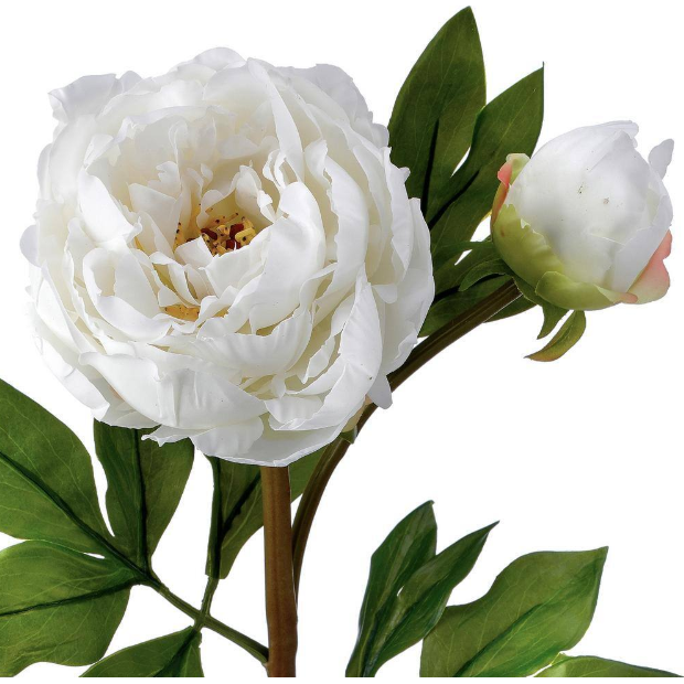 Peonia Blanca con Capullo