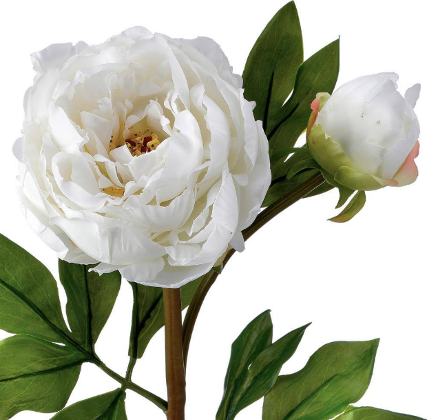 Peonia Blanca con Capullo