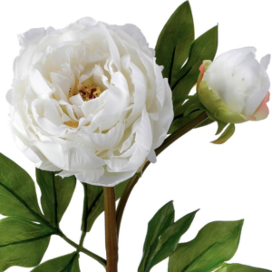 Peonia Blanca con Capullo