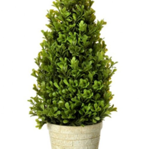 Arbusto Topiary en Maceta