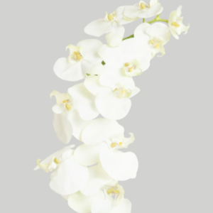 Tallo de orquidea blanca de 26"