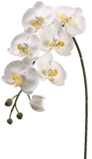 Tallo de Orquídea Blanca