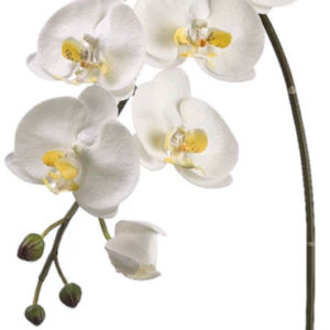 Tallo de Orquídea Blanca