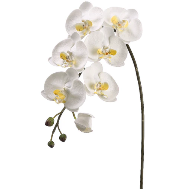 Tallo de Orquídea Blanca