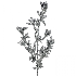 Spray de berries color plateado brillante 30"