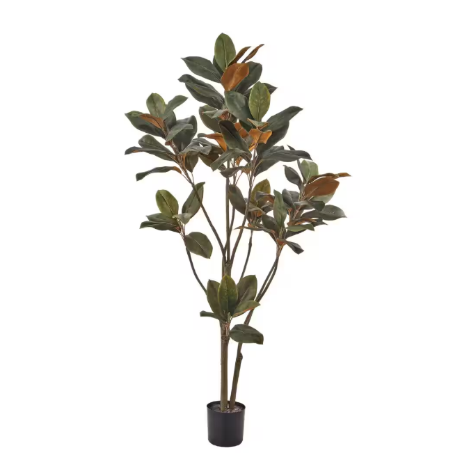 Planta Hoja de Magnolia