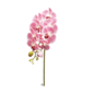 Tallo de orquidea lavanda de 30″