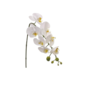 Tallo de orquidea blanca de 28″