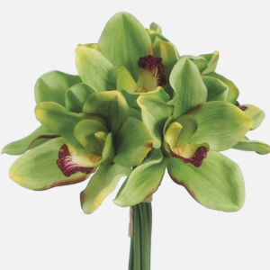 Ramo de Cymbidium Verde