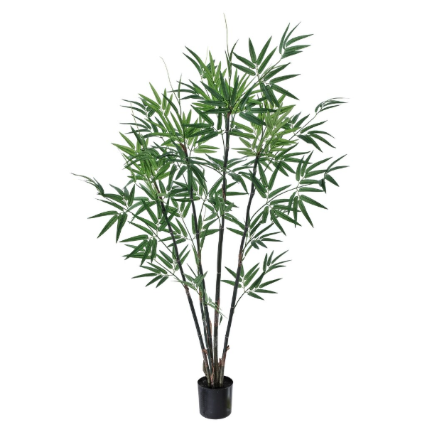 Planta de Bamboo 4 Varas