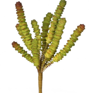 Suclenta Tipo Dedos
